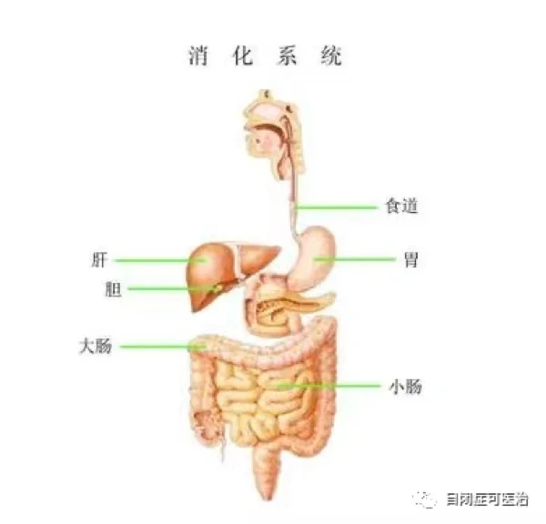 酸奶与消化系统的健康关系是什么【金年会下载】